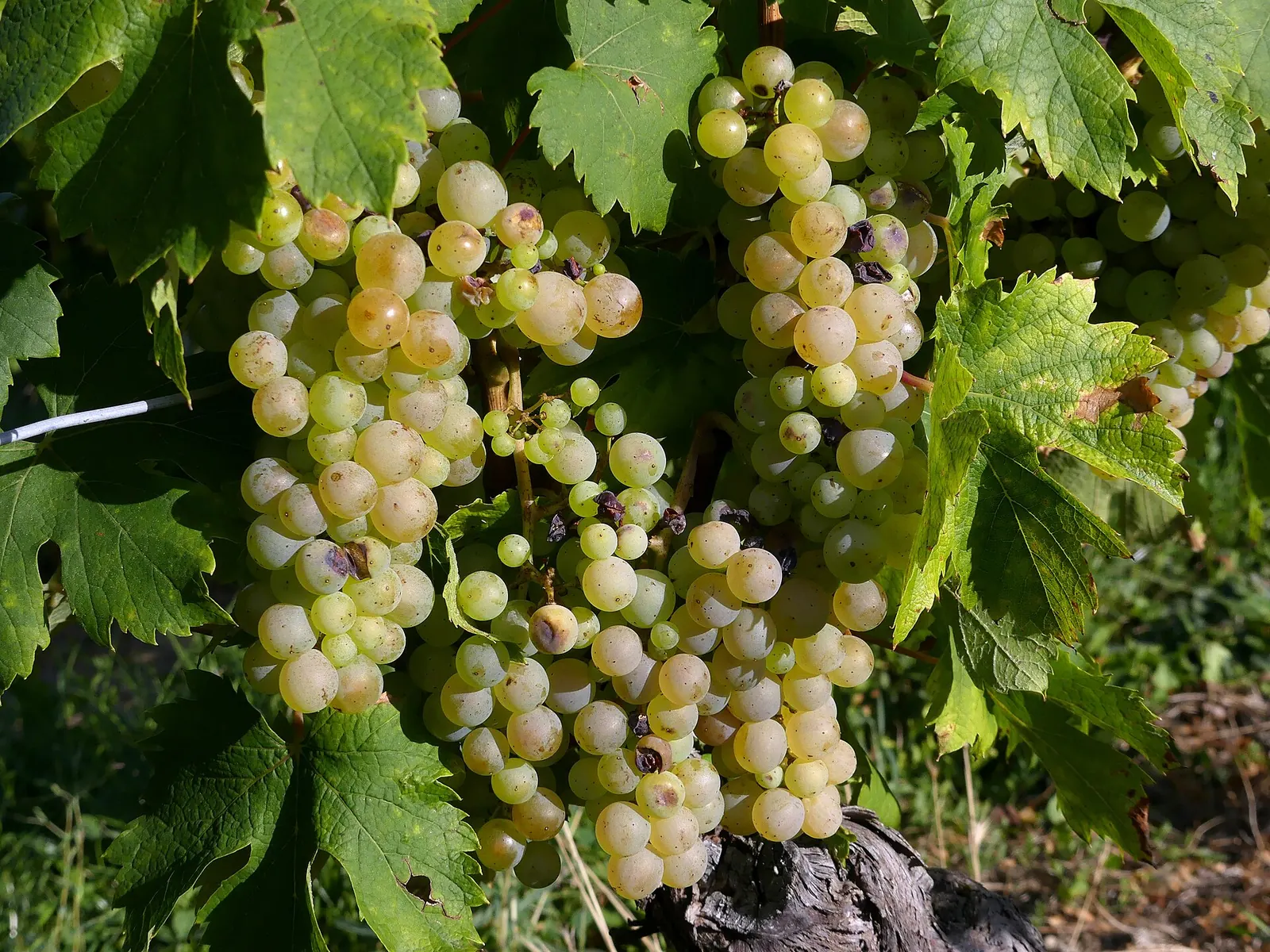 Grappes de raisin blanc mûr entre les feuilles de vigne