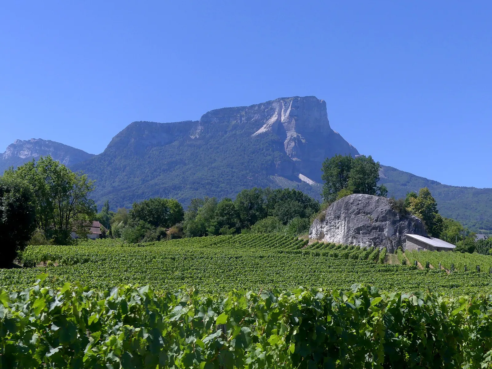 La Pierre Hachée, gros rocher au milieu des vignes, sous la falaise du mont Granier
